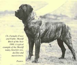 Mastiff standard